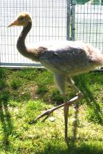 Red White Black - 12th June 2014 Red White Black - 12th June 2014